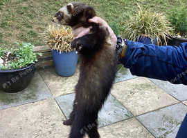 Polecat hob