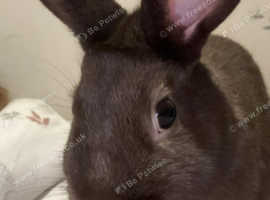 2 year old female rabbit