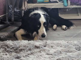 Two male border collies