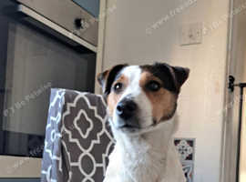 Jack russell cross fox terriers