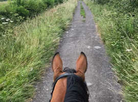 Livery Yard needed!