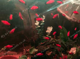 Red Platys