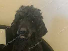 Adult miniature hotsell poodle for sale