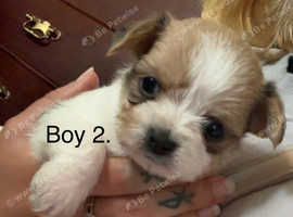 ** One boy left looking for forever home  **3 beautiful little shih tzu x pups (ready around 9th June)