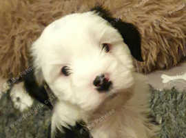 KC Registered Tibetan Terrier home bred puppies