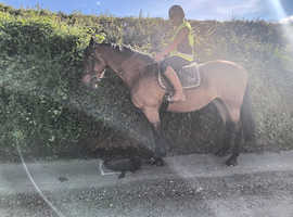 16.3hh
