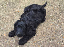 Cockapoo - Minature poodle x Cocker spaniel