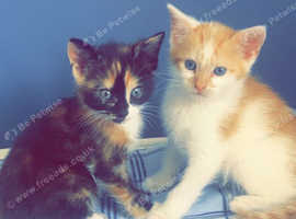 2 kittens