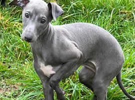 Blue Girls. Italian Greyhound Puppy