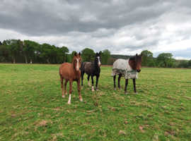 2yo Arab Gelding