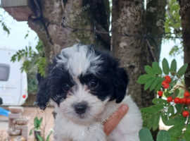 Beautiful Poodle X Shih tzu X puppies