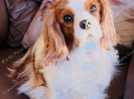 Beautiful cavalier King Charles girl