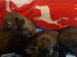 STUNNING SHIHPOO PUPPIES - available end march