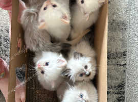 Ragdoll fluffy kittens