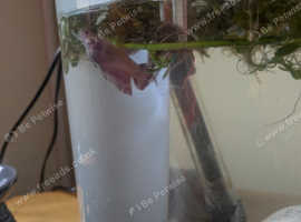 Fish tank + 1 female betta fish