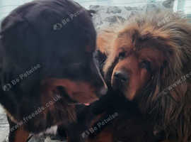 TIBETAN MASTIFF PUPPY FEMALE