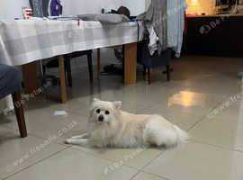 White Pomeranian