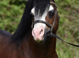 SECTION A STALLION!!