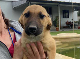 Rescue urgently  needs home for two Mastin Pups