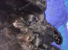 4 black kittens fluffy boys