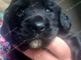 Stunning F1 Sprocker puppies from KC Cocker x KC ESS