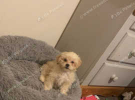 lhasapoo