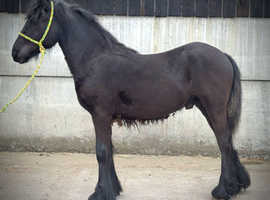 Registered fell colt