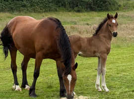Outstanding filly foal