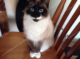 Beautiful snowshoe siamese