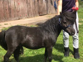 29inch miniature stallion