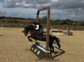 15:3h Irish sport horse chunky gelding alrounder