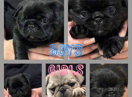 Baby pug store dogs for sale