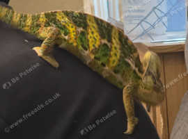 Male chameleon with setup