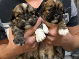 Only 1 gorgeous boy left beautiful Lhasa apso ready to leave for his forever home 24th may