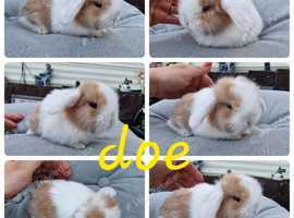 Mini lop babies