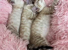 Brown & Snow Spotted Bengal Kittens - TICA parents