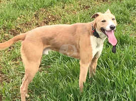 Whippet In L35 Pets For Sale And Rehome Freeads