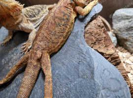 Beautiful bearded dragon