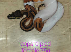 Price drop read description Ball pythons for sale