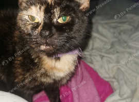 Girl needing a new home