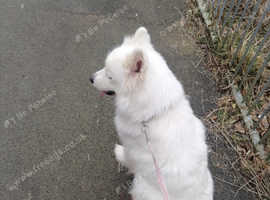 Female Samoyed 4 year old.