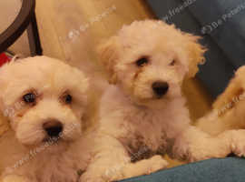 Stunning F1 Poochons
