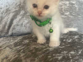 Beautiful  healthy super cute ragdolls