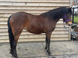 PRADA 13.1hh new forest rising 3 year old