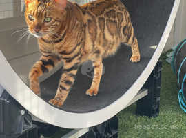 Retired Queen Brown Clouded Bengal TICA Registered