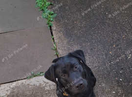 Otis 8 month old trained Labrador Retriever