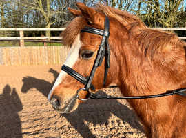 12.1 Sec B Pony