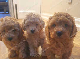 Beautiful poochons