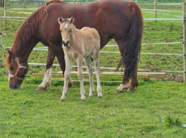 Welsh c part breed colt