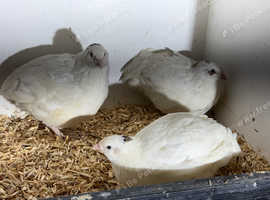 Trio of Jumbo English whites